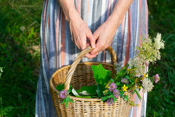 Woman's hands holding basket of medicinal herbs