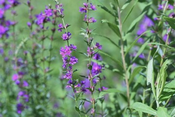 ミソハギの花