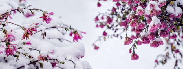 Snow-covered pink chrysanthemums at the beginning of winter, panorama