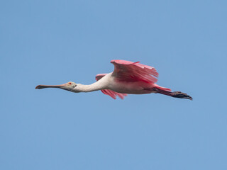 a pink roseate spoonbill in flight 