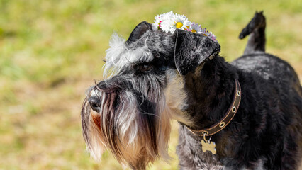 Dog of breed miniature schnauzer with a wreath of summer meadow flowers on his head