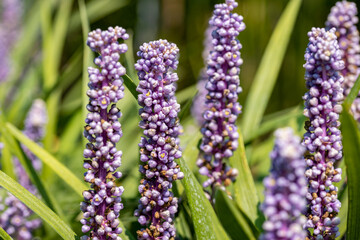 Liriope muscari “Moneymaker”. This plant produces violet flowers and blooms in the period August-October. It's also know as big blue lilyturf, lilyturf, border grass, and monkey grass.