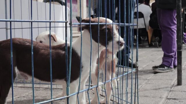 Stray dogs for adoption in a show cage