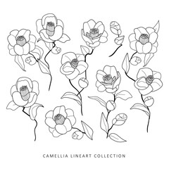 Outline of camellia flowers vector set. Isolated on white background. Spring summer black and white botanical illustration