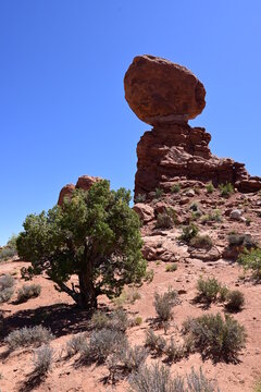 Balance Rock and Tree in Arches National Park
