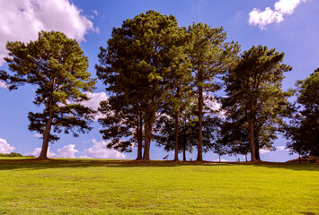 Under the tallest tree