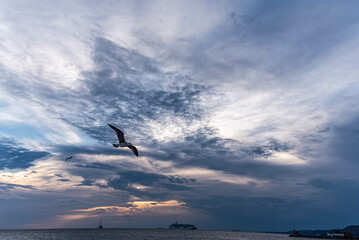 Fototapeta na wymiar seagull in flight on the sea