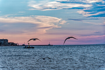 Fototapeta na wymiar sunset over the sea with flying seagulls