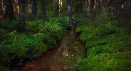 Obraz premium A stream flows in a magical forest among ferns and moss in summer