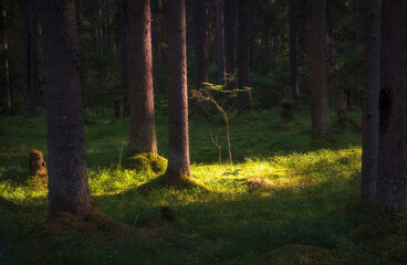 a beautiful green pine forest with moss on a summer evening