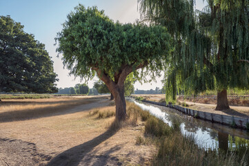 Fototapeta na wymiar Backlit willow trees on hot sunny day