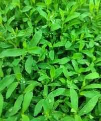 Background of green leaves with drops after rain