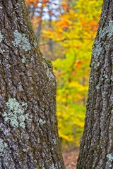Bright swatch of autumn yellow and orange colored leaves. framed by oak tree trunks