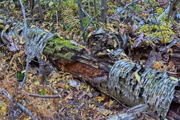 Fallen birch tree supports moss and lichen on the floor of the woodlands