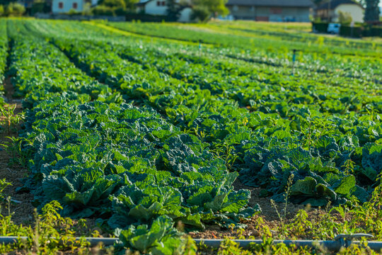 Cabbage fields. Field of cabbage in Perly region of Switzerland. Farming in Europe.