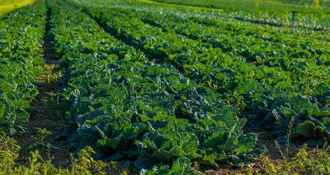 Cabbage fields. Field of cabbage in Perly region of Switzerland. Farming in Europe.
