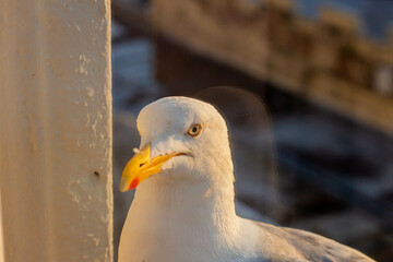 close up of a seagull