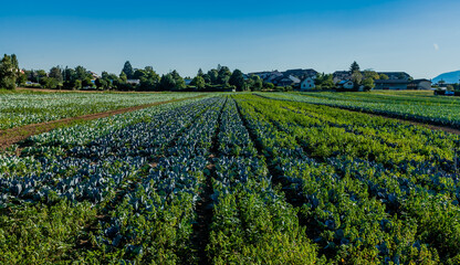 Cabbage fields. Field of cabbage in Perly region of Switzerland. Farming in Europe.