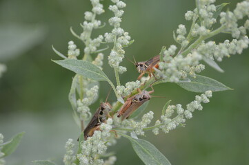 Grasshoppers on a Flower