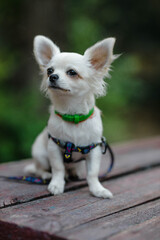 Closeup portrait of small short-haired miniature funny beige mini chihuahua dog, the smallest breed of dog. Cute 5 month old white  puppy early in evening sits on wooden desk and relax outside in yard