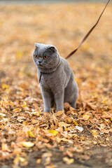 Grumpy unhappy Funny Grey Scottish-fold shorthair fluffy cat with orange eyes pisses on yellow autumn leaves, colorful background  in the garden. Warm toning. Pets care. Image for cats websites..
