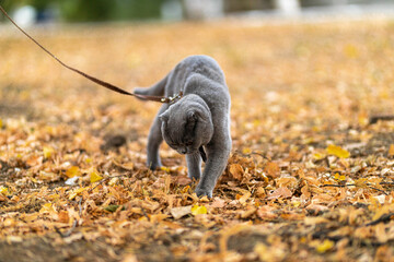 Funny Grey Scottish-fold shorthair fluffy muscular cat raking autumn leaves after pissing , colorful background  in the garden. Warm toning. Pets care. Image for cats websites