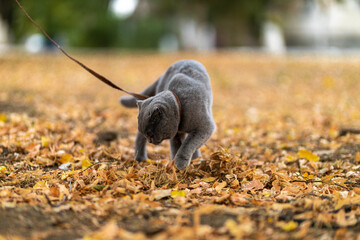 Funny Grey Scottish-fold shorthair fluffy muscular cat raking autumn leaves after pissing , colorful background  in the garden. Warm toning. Pets care. Image for cats websites