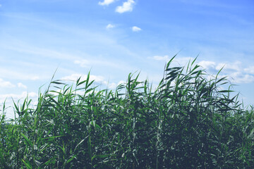 Water reed against blue clear sky in summer day. Nature background.