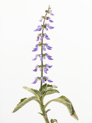 Blue flowers of the Brazilian boldo also called boldo da terra isolate on white background. Scientific names: Plectranthu barbatus, Coleus forskohlii barbatus.