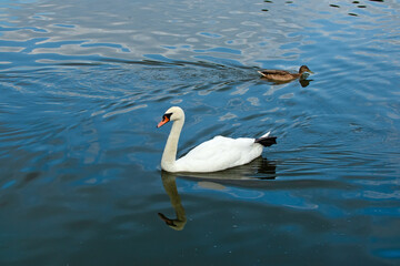White swan and wild duck swim on the surface of the water