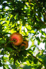 Pomegranate fruits on the tree