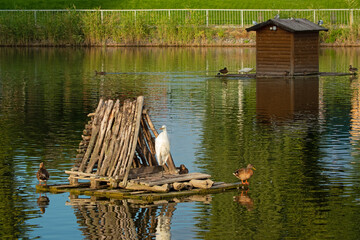 Birds on a pond in a city park on a sunny day. Park in Kremenchuk city, Ukraine