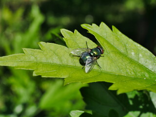 Common green bottle fly on a leaf