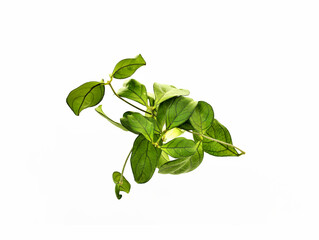 new_a beautiful composition of fresh green stems and leaves on an isolated white background. Exotic plant liana