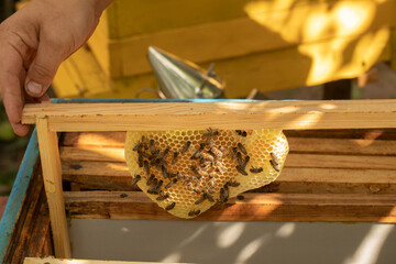 Honeycombs made of wax and bees on a frame. The beekeeper takes out a frame from the hive to inspect the bees.