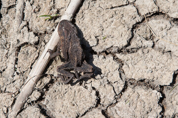She still clings to a reed, a dried up toad on the cracked bottom of the dry pond. Climate change with its persistent drought is causing problems for toads and frogs.