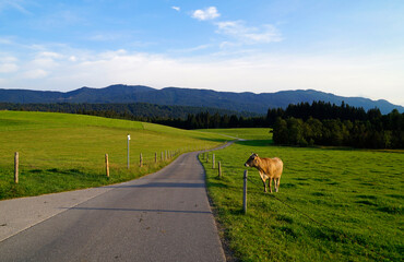 a cow basking in the sun on the alpine meadow by the road in Steingaden in the Bavarian Alps, Allgau, Bavaria, Germany	