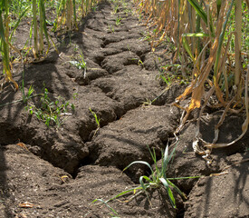 Inside view of a maize field in Germany. Due to the persistent drought, the farmland has dried up and deep cracks have formed. The plants are now drying up in the fields in Germany.