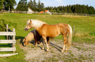 a beautiful palomino mare and a cute pony eating apples on the alpine meadow in Steingaden, Allgau,...