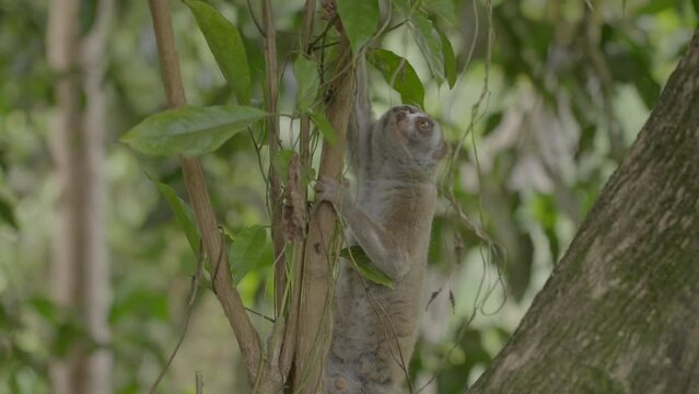 Cute Slow Loris Climbing On Tree In Forest - Sumatra, Indonesia