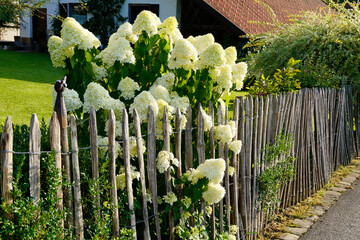 lush white-lime colored Hydrangea paniculata 'Limelight' flowers in the summer garden in the...