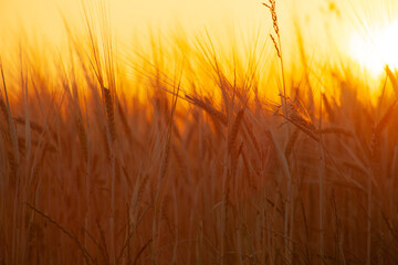 Blurred ears of wheat and bright orange sun shining on the field in the evening.