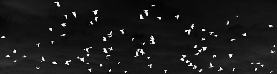 a large flock of white birds flies on a black background. processing in inversion