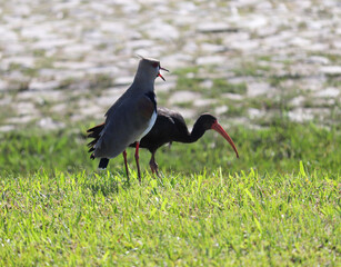 A Southern lapwing found on Atl&acirc;ntida Beach, Rio Grande do Sul, Brazil.	