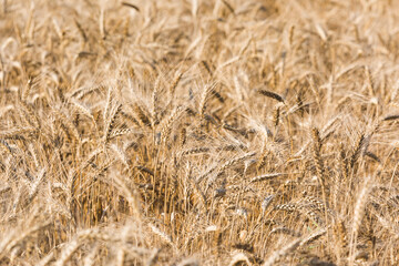 Rye spikelets. Golden field background