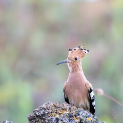 Beautiful hoopoe, Eurasian hoopoe Upupa epops sitting on a stone
