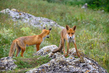 Two red Fox Vulpes vulpes close up