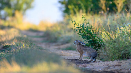 Wild European Hare Lepus Europaeus on a country road