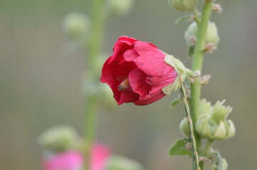 Obraz premium Bee in a Flower