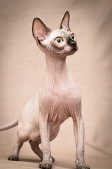 A cat with beautiful ears poses. The breed of the cat is the sphinx